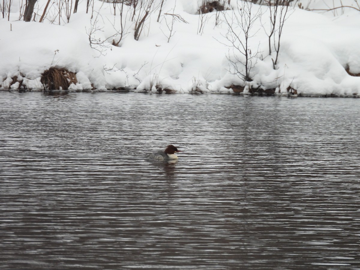 Common Merganser - ML646269757