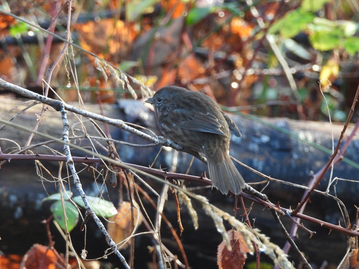 Song Sparrow - ML646269758