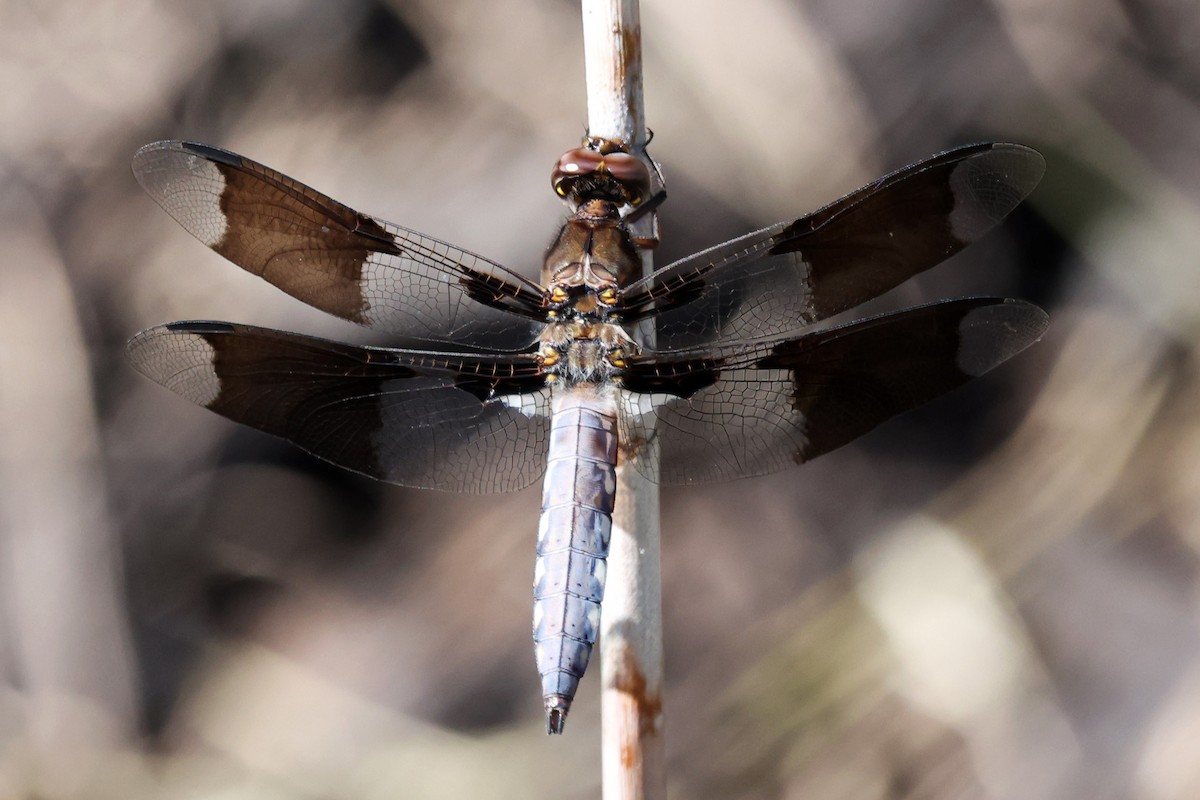 Common Whitetail - ML646269760
