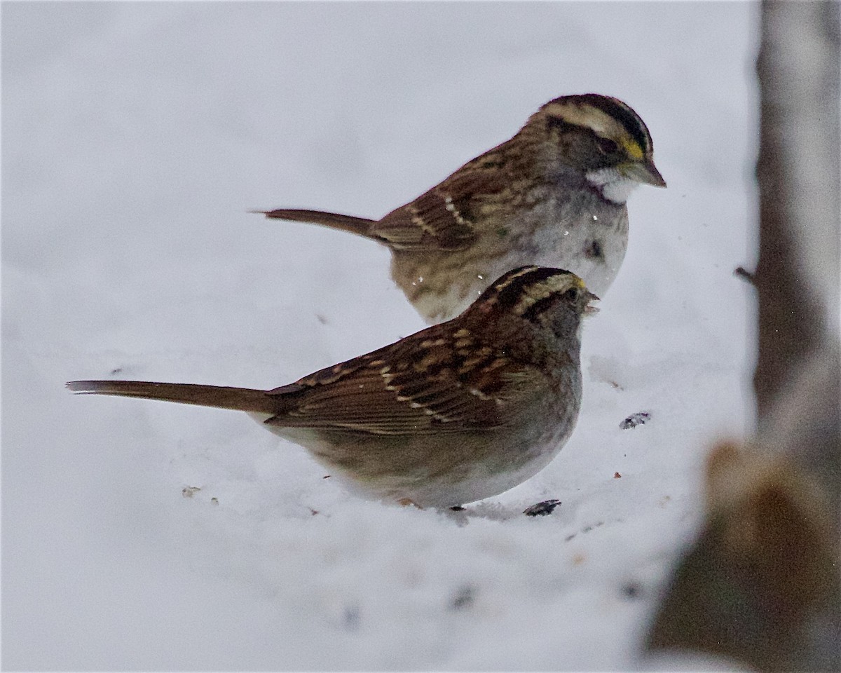 White-throated Sparrow - ML646269761