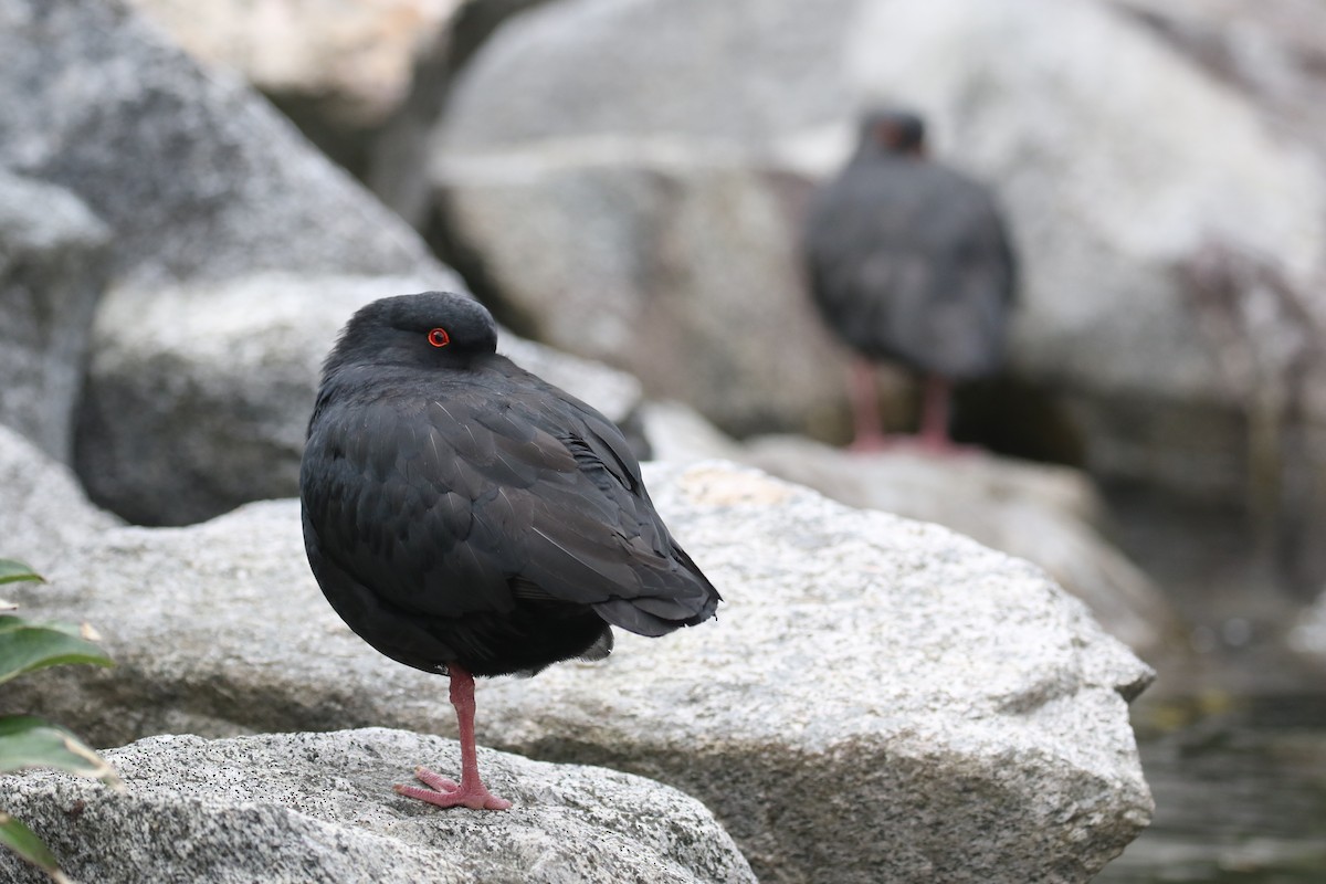 Variable Oystercatcher - ML646269762