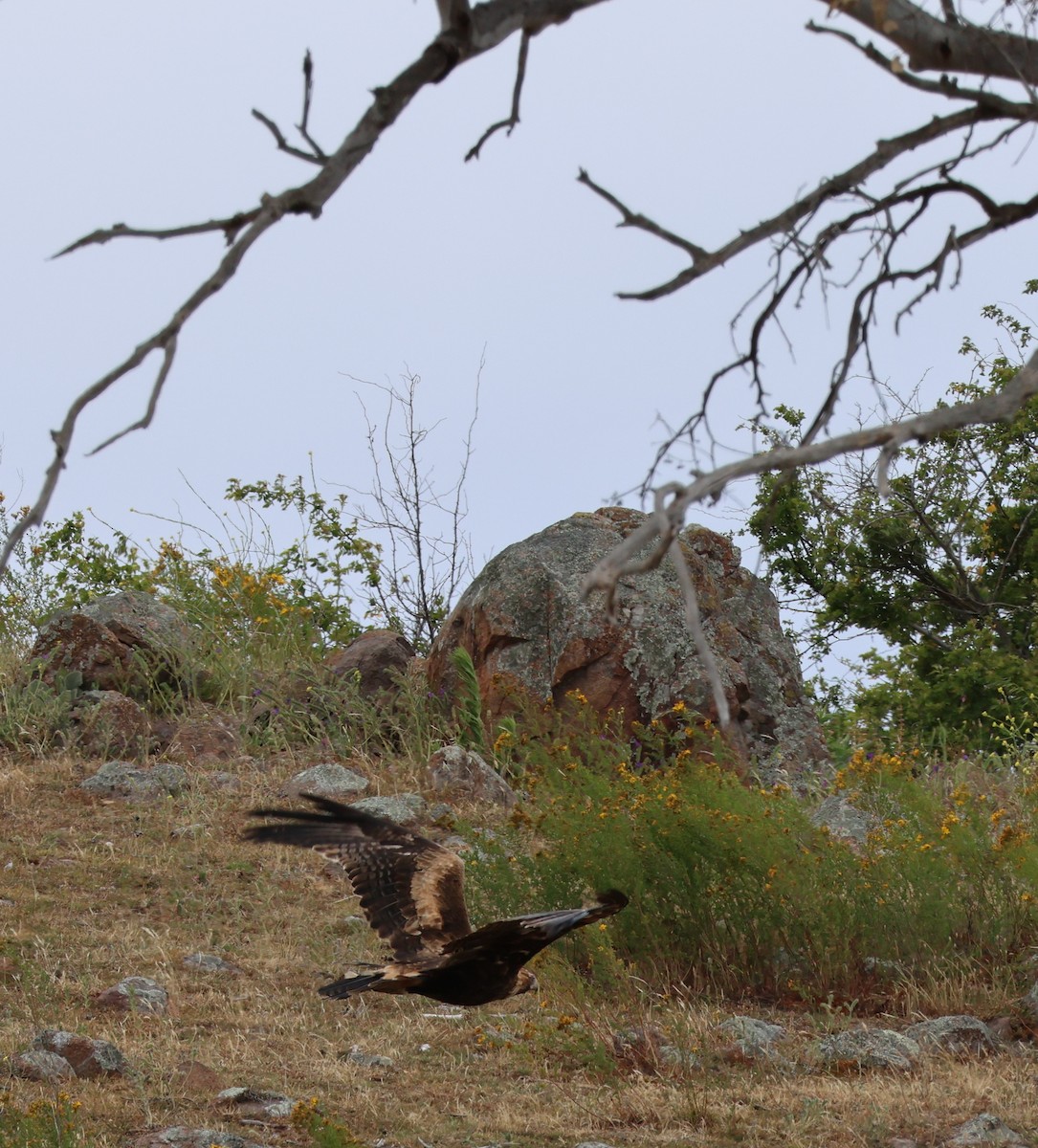 Wedge-tailed Eagle - ML646269763