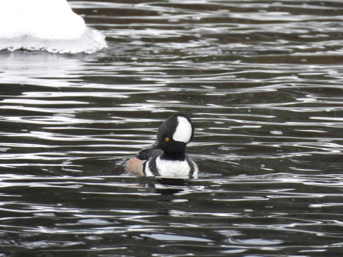 Hooded Merganser - ML646269764