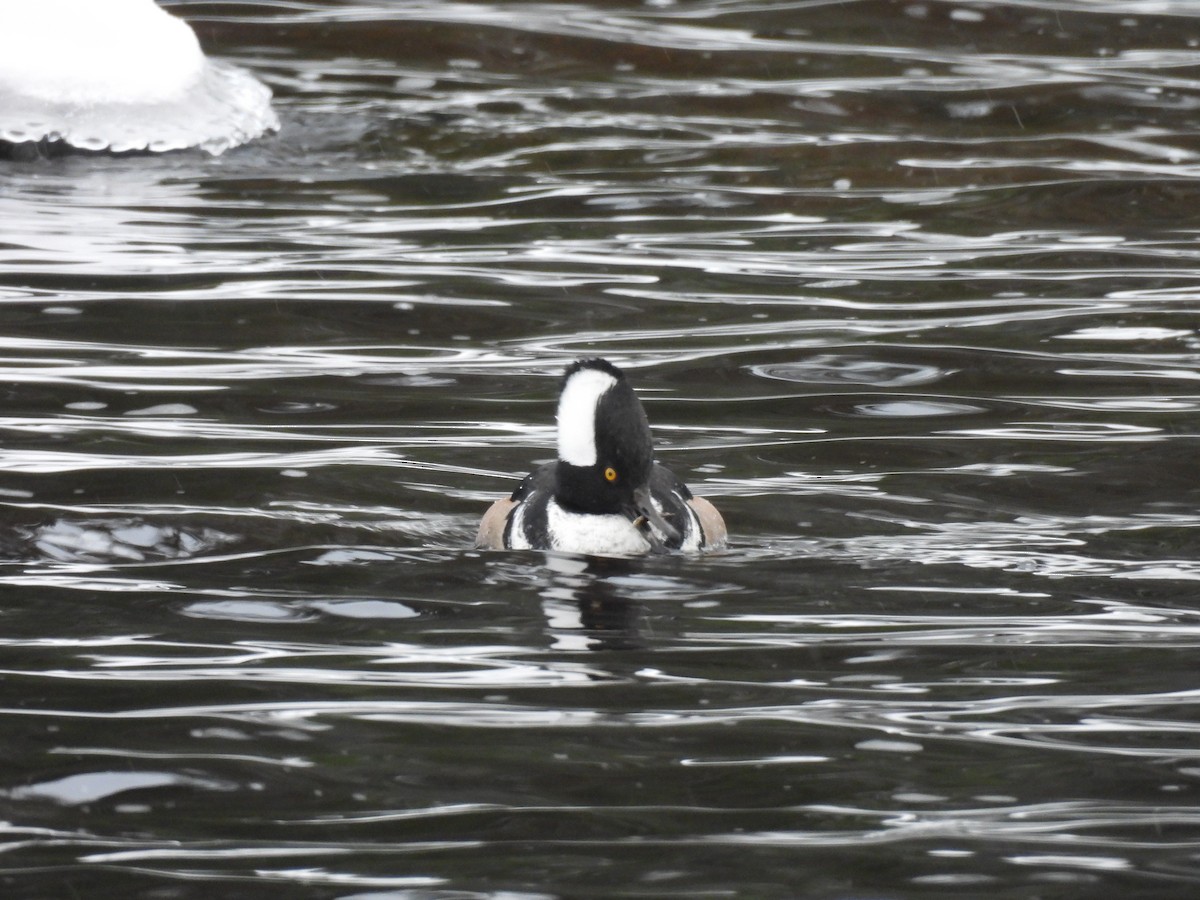 Hooded Merganser - ML646269765