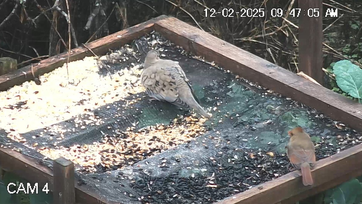 Mourning Dove - ML646269770