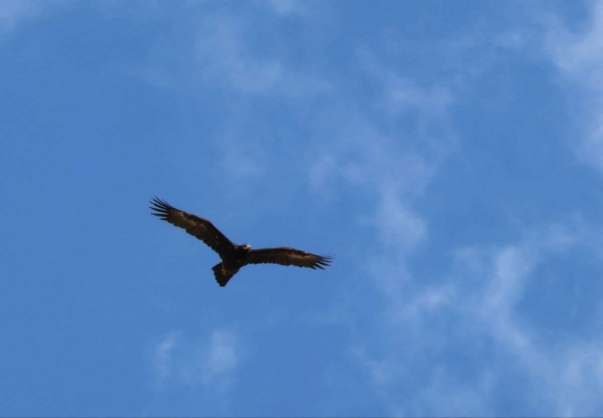 Wedge-tailed Eagle - ML646269771