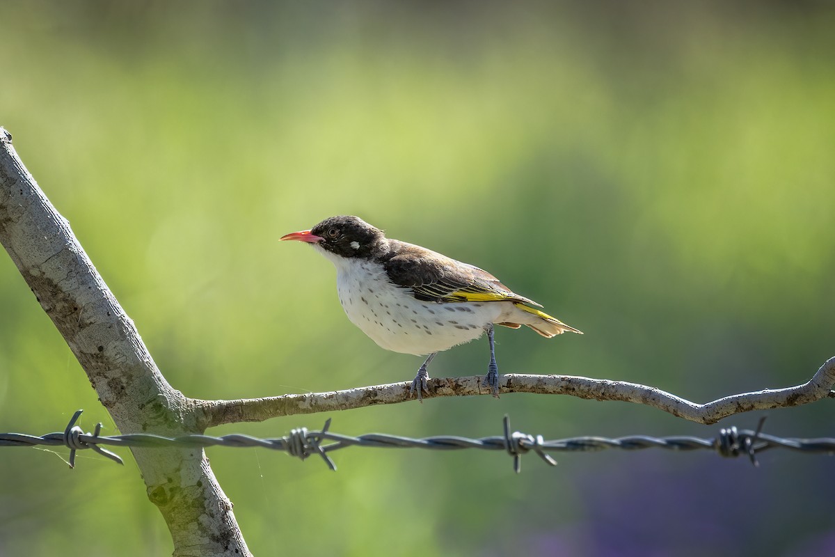 Painted Honeyeater - ML646269772