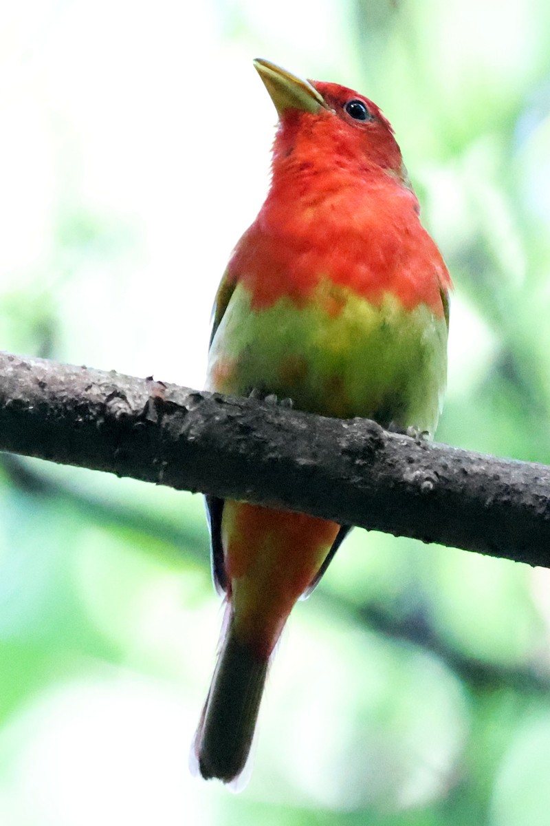 Summer Tanager - ML646269773