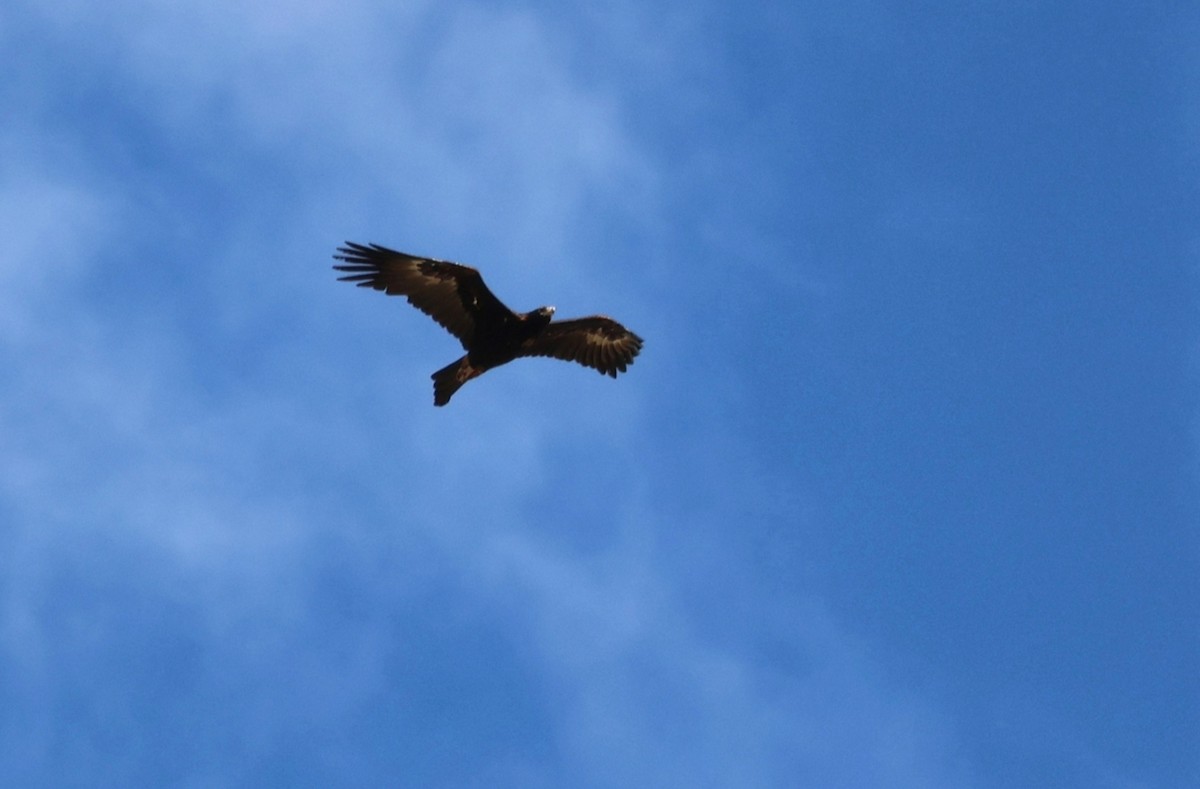 Wedge-tailed Eagle - ML646269774