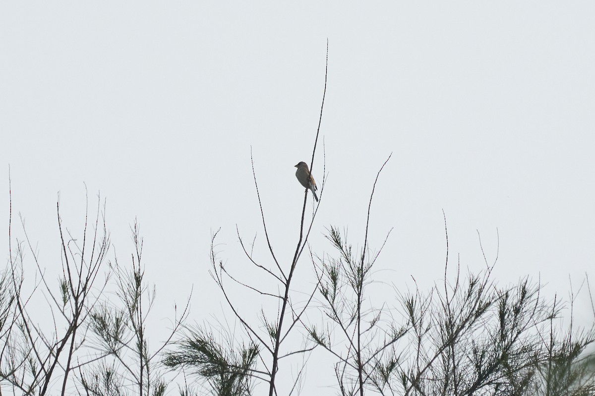 Yellow-billed Grosbeak - ML646269775
