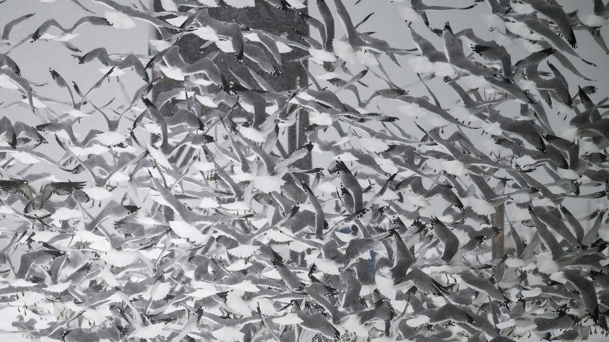 Ring-billed Gull - ML646269779