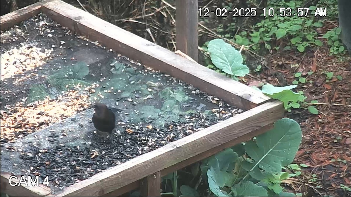 Brown-headed Cowbird - ML646269781