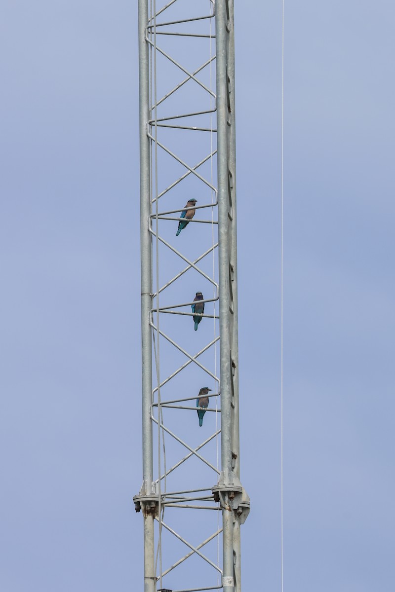 インドシナブッポウソウ - ML646269786