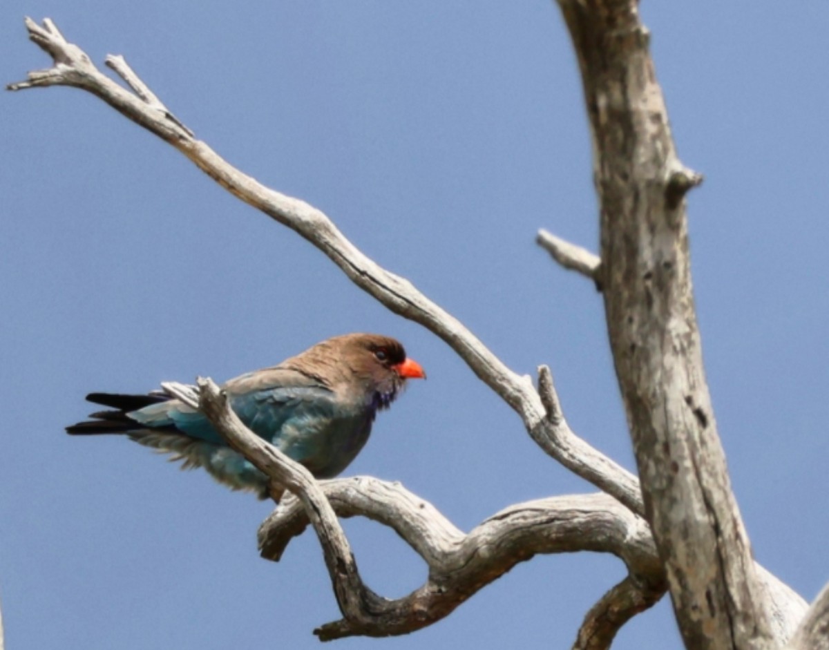 Dollarbird - ML646269788