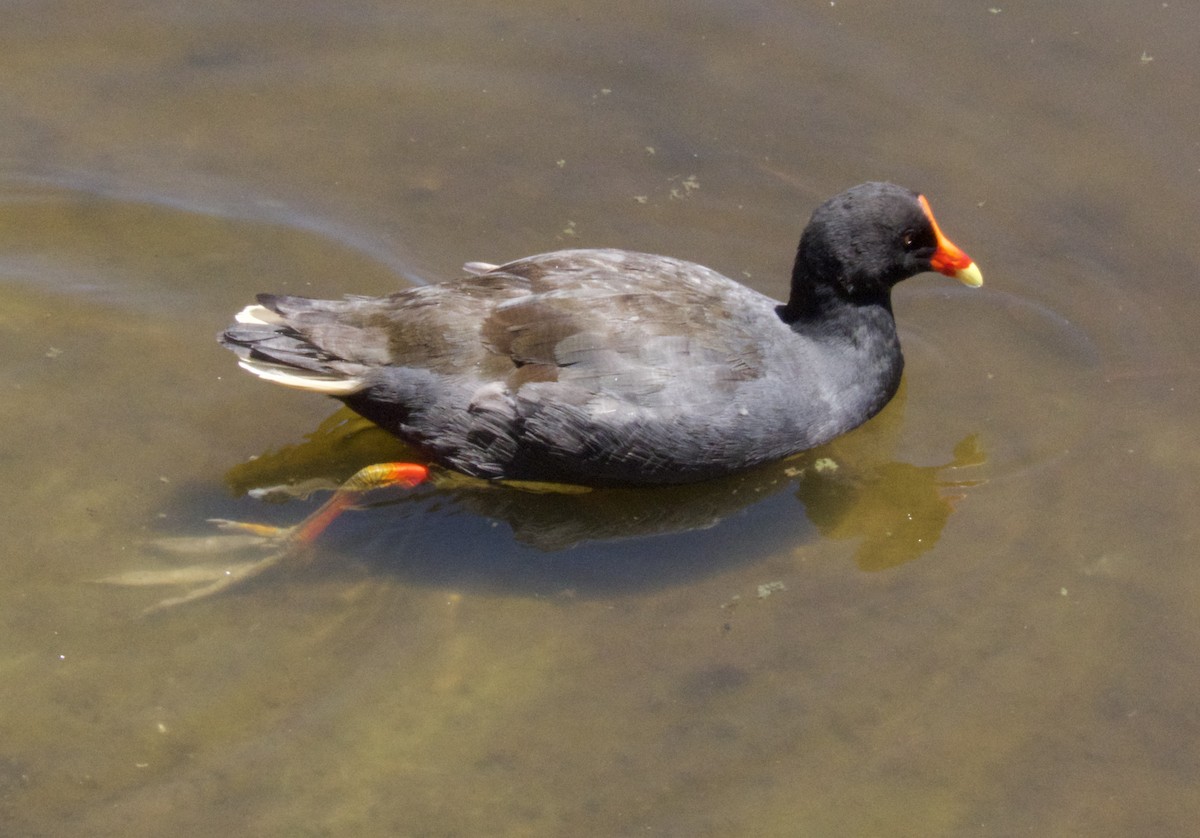 Dusky Moorhen - ML646269789