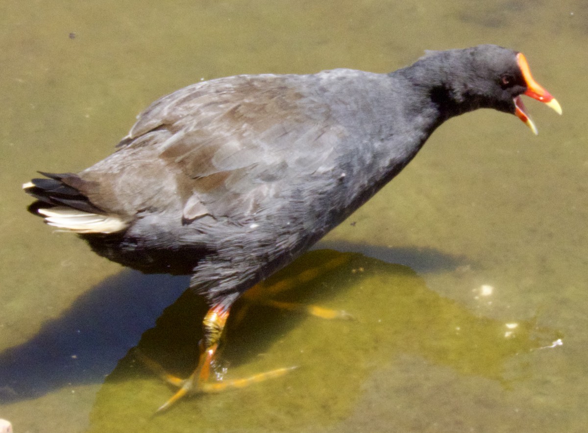 Dusky Moorhen - ML646269790