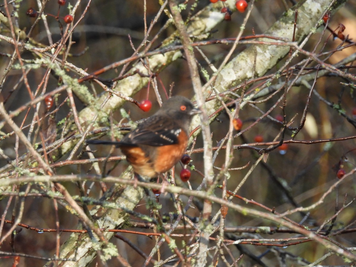 Spotted Towhee - ML646269791