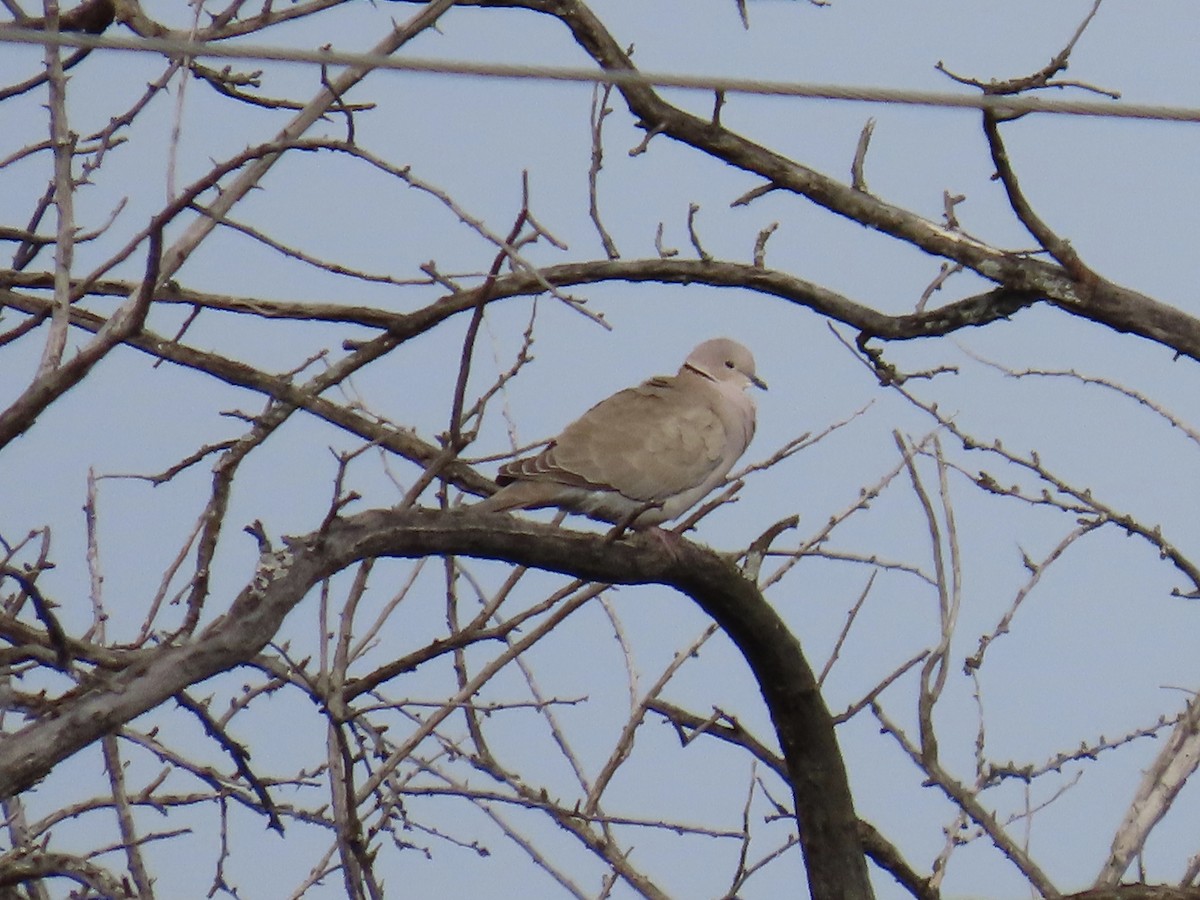 Eurasian Collared-Dove - ML646269792