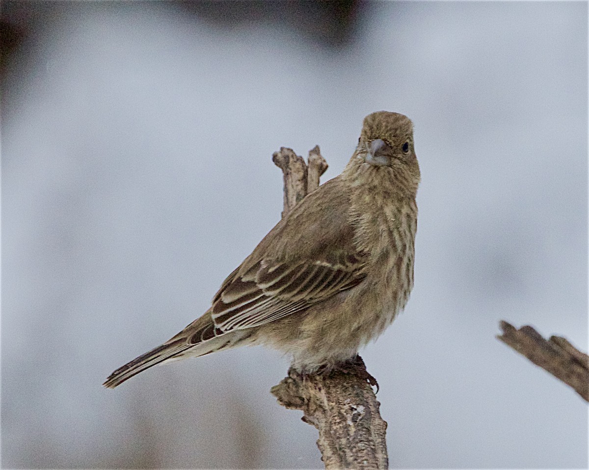 House Finch - ML646269793