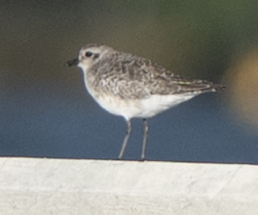 Black-bellied Plover - ML646269798