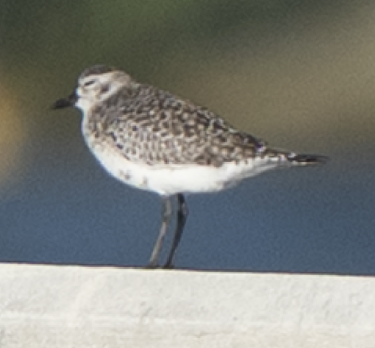 Black-bellied Plover - ML646269799
