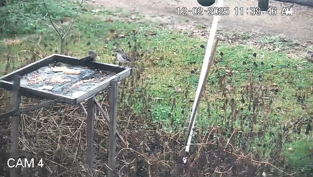 Northern Mockingbird - ML646269800