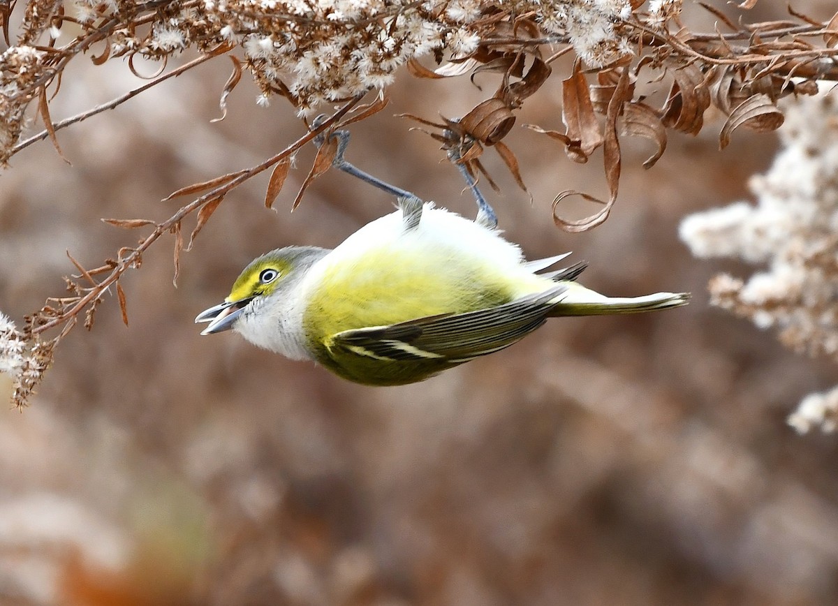 zelenáček bělooký - ML646269801