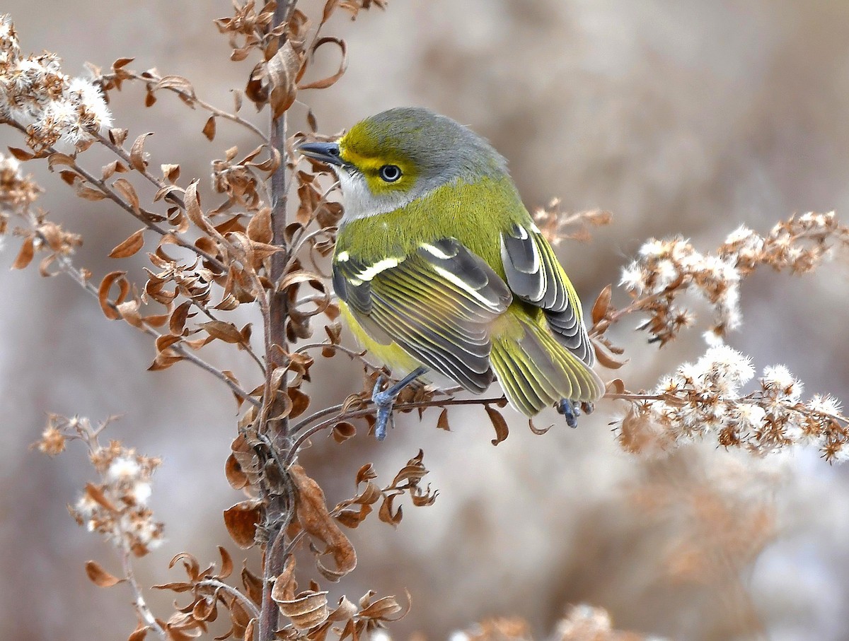zelenáček bělooký - ML646269804