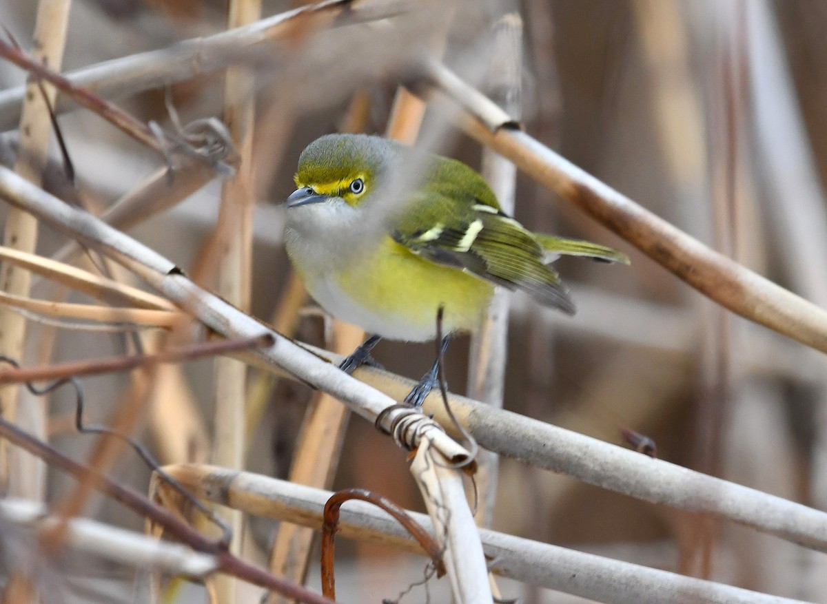 zelenáček bělooký - ML646269805