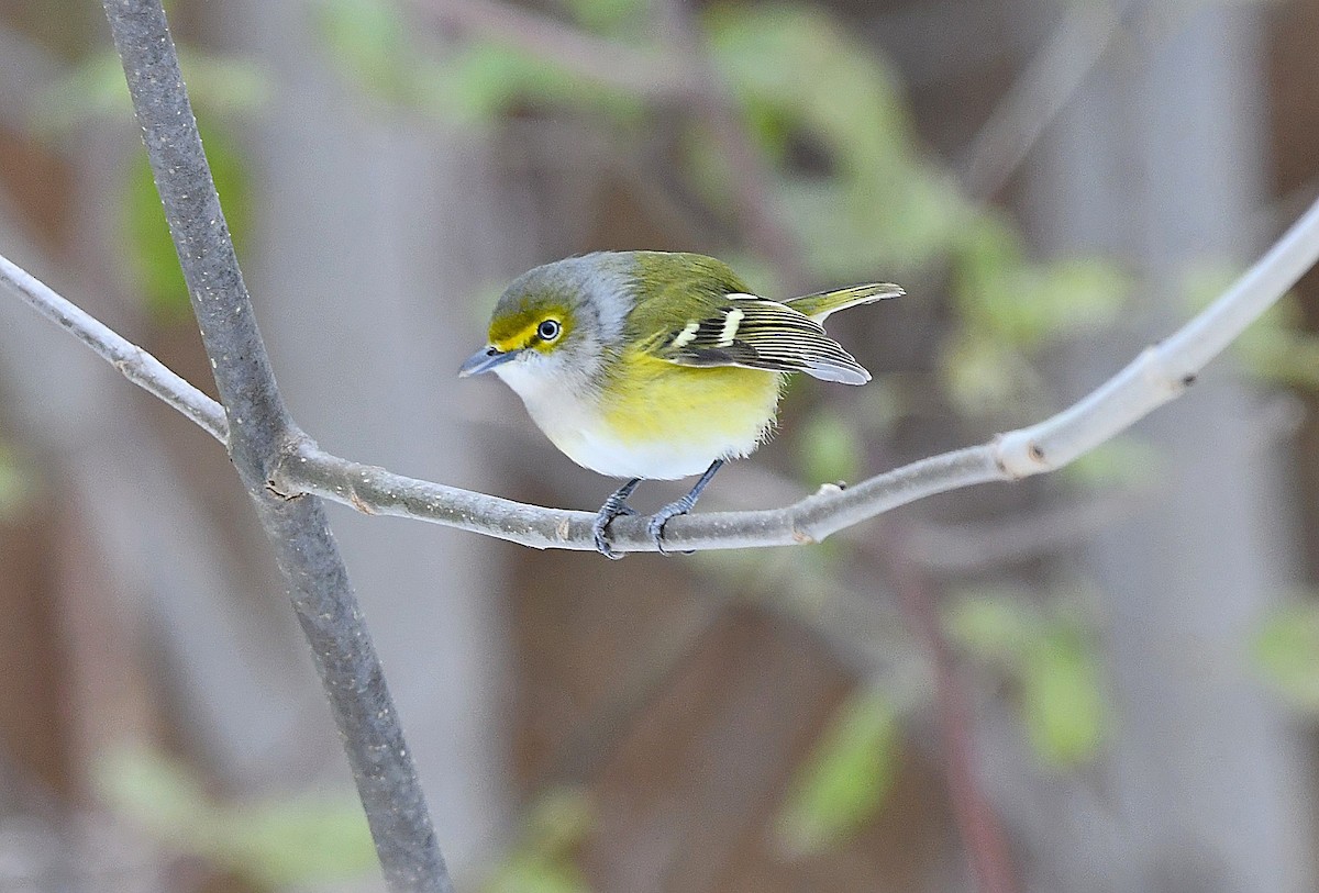 zelenáček bělooký - ML646269806