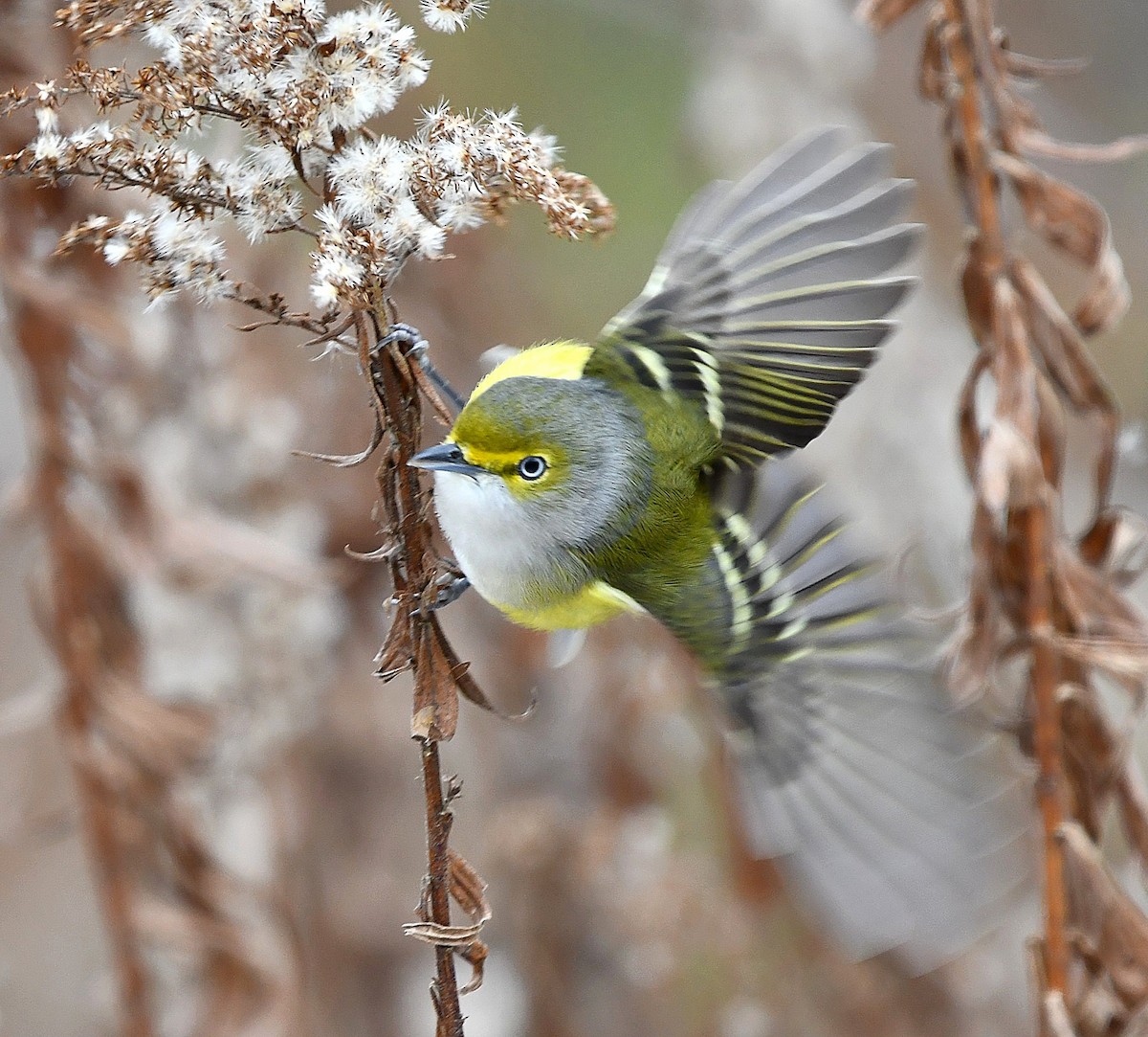 zelenáček bělooký - ML646269807