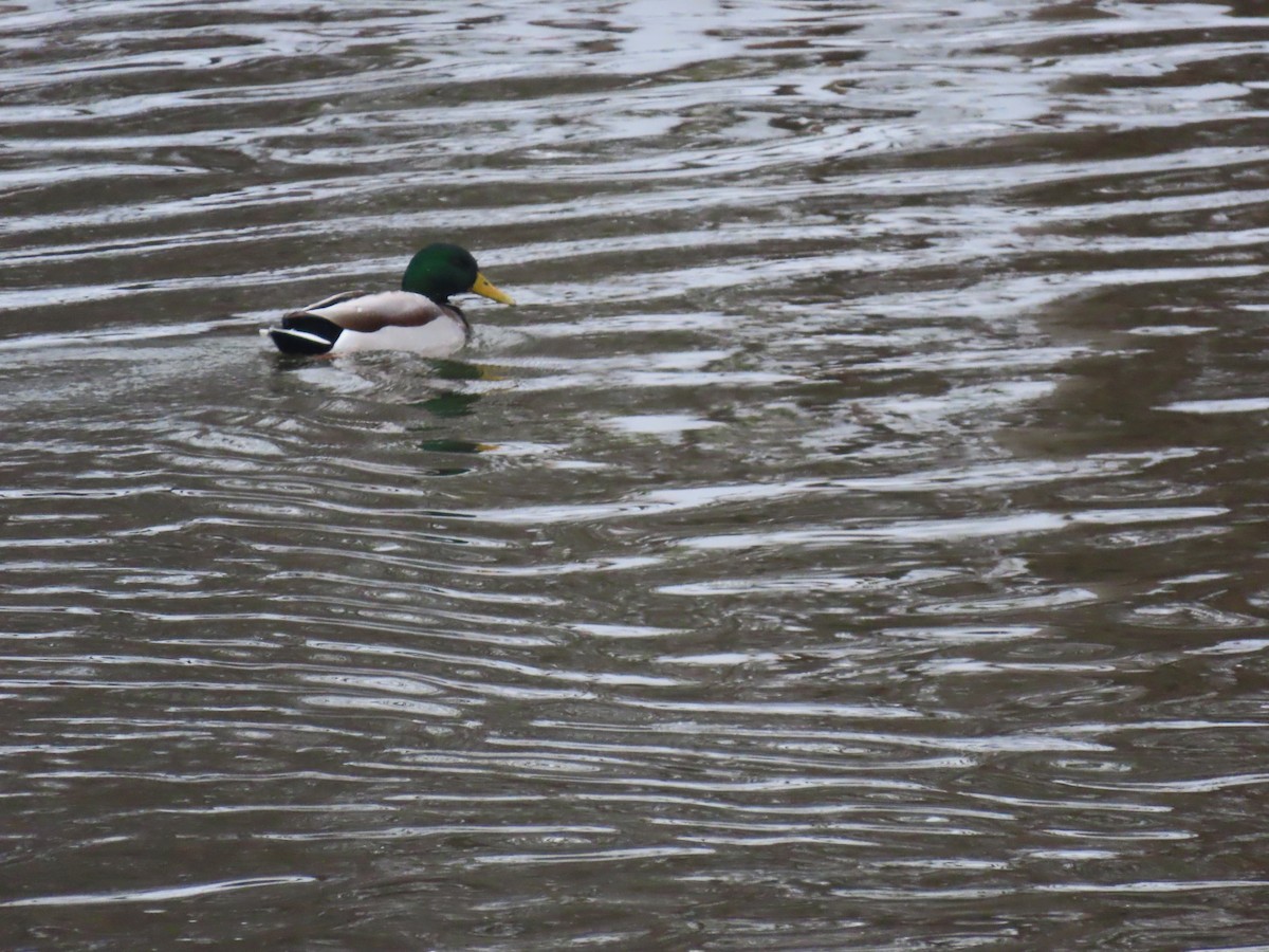 Mallard - ML646269811