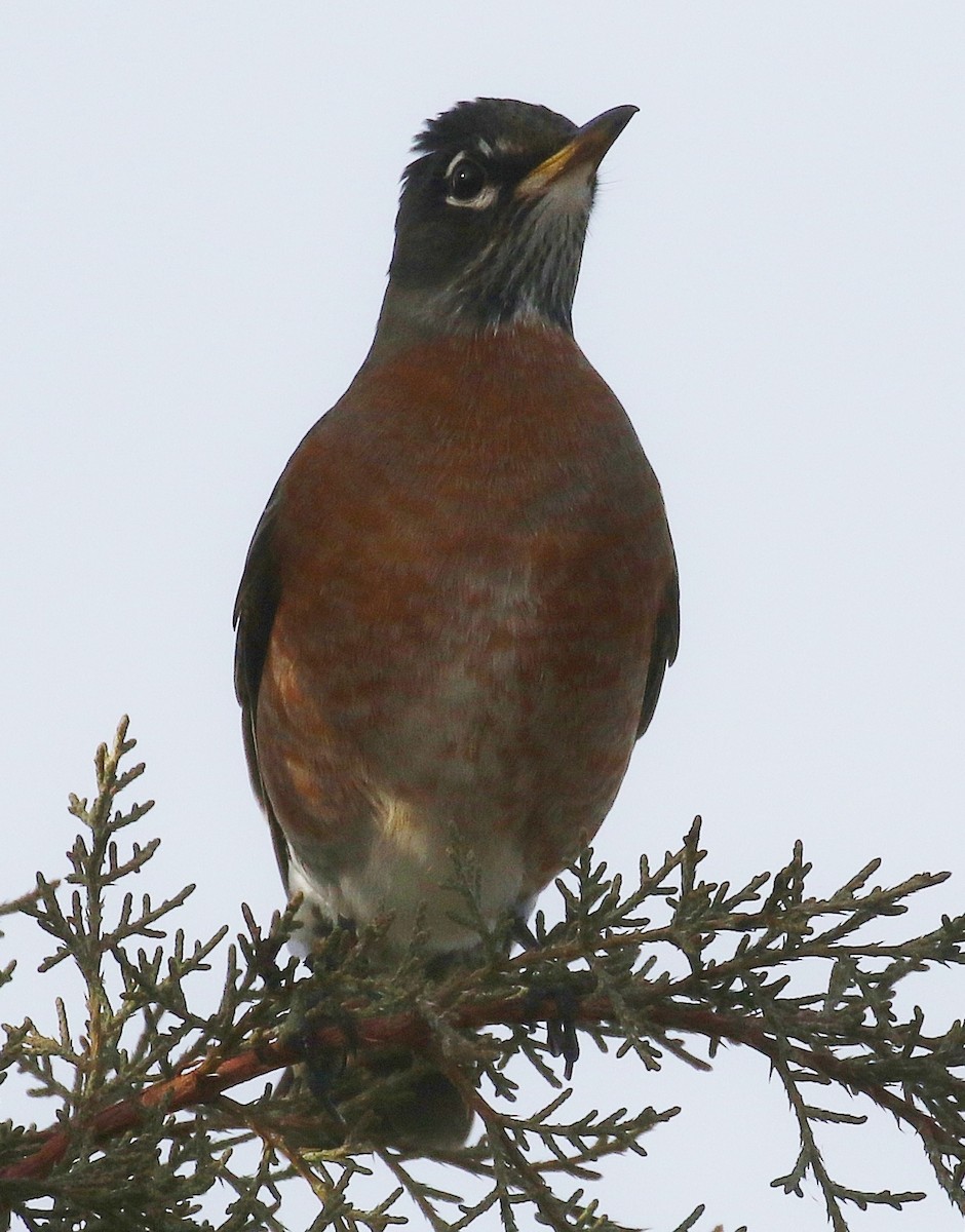 American Robin - ML646269812