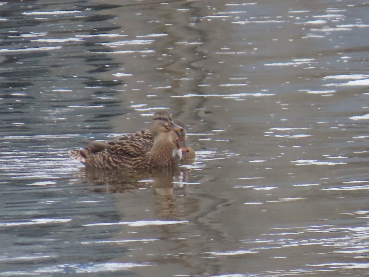 Mallard - ML646269813