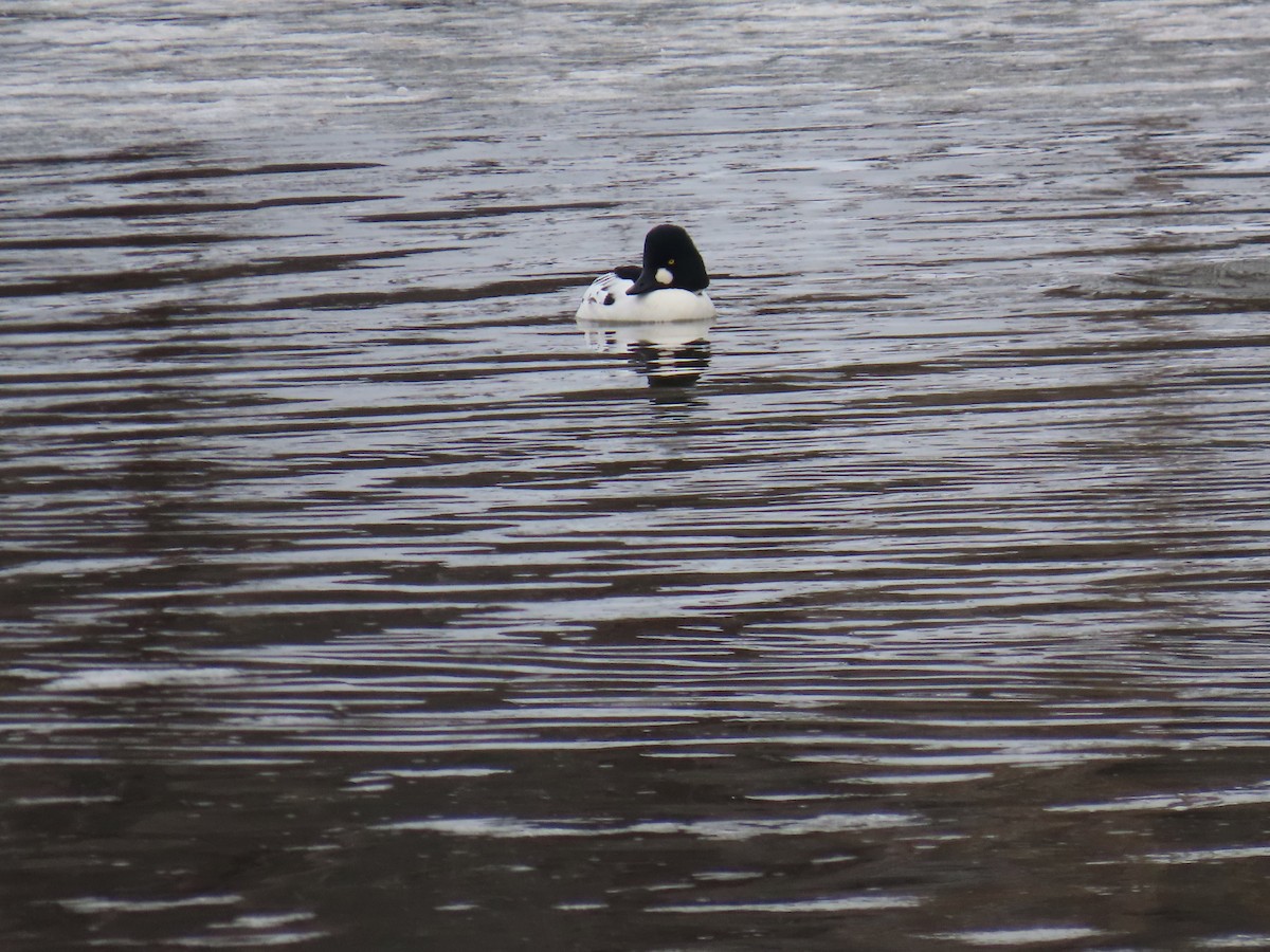 Common Goldeneye - ML646269816