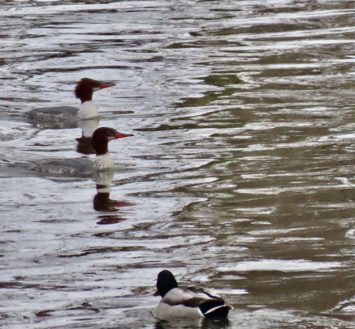 Common Merganser - ML646269819