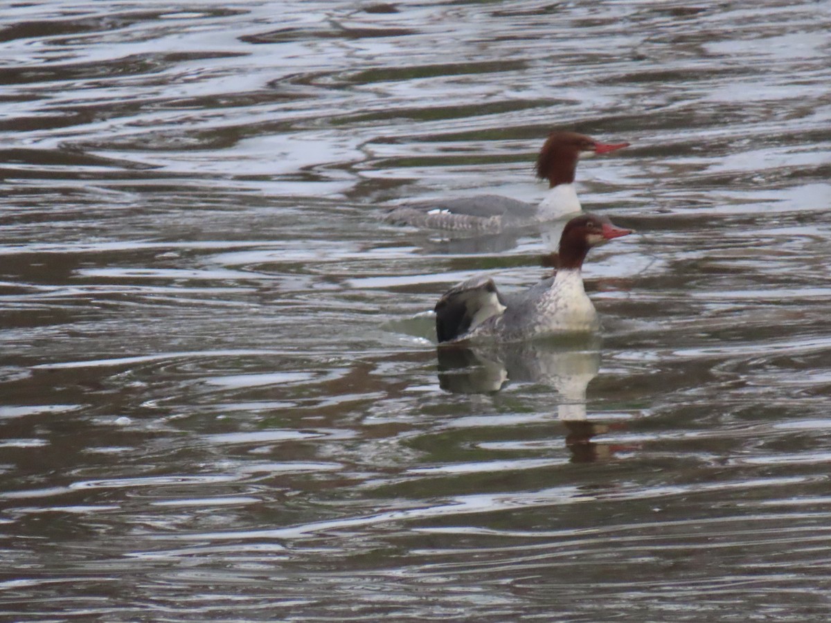 Common Merganser - ML646269820