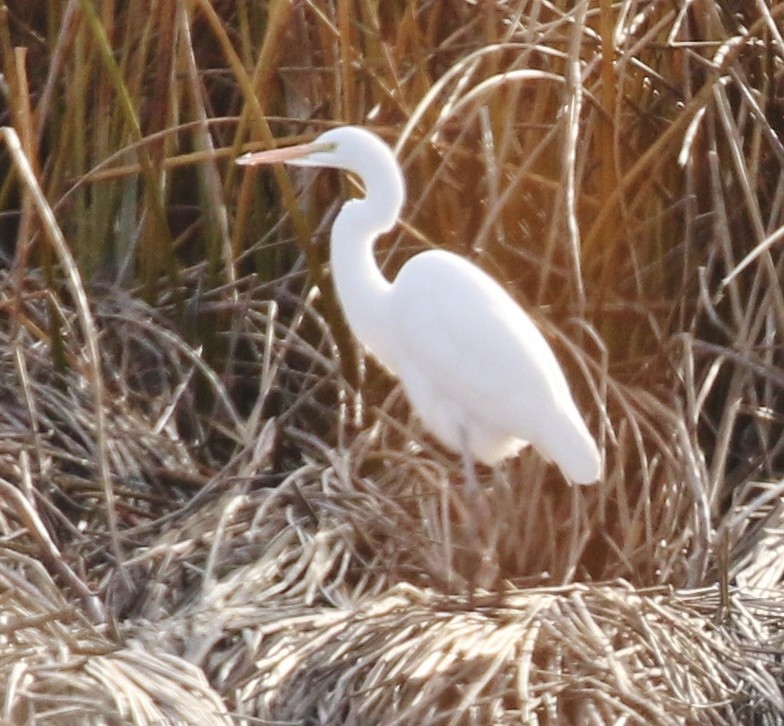 Koartza zuria - ML646269822