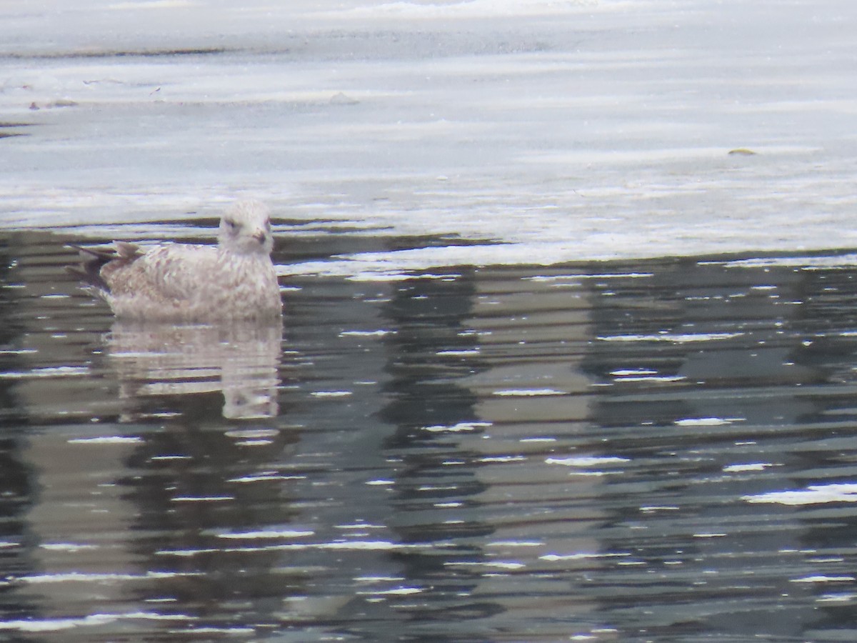 American Herring Gull - ML646269825