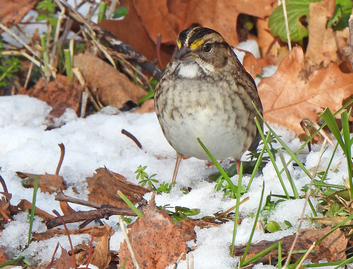 Chingolo Gorjiblanco - ML646269832
