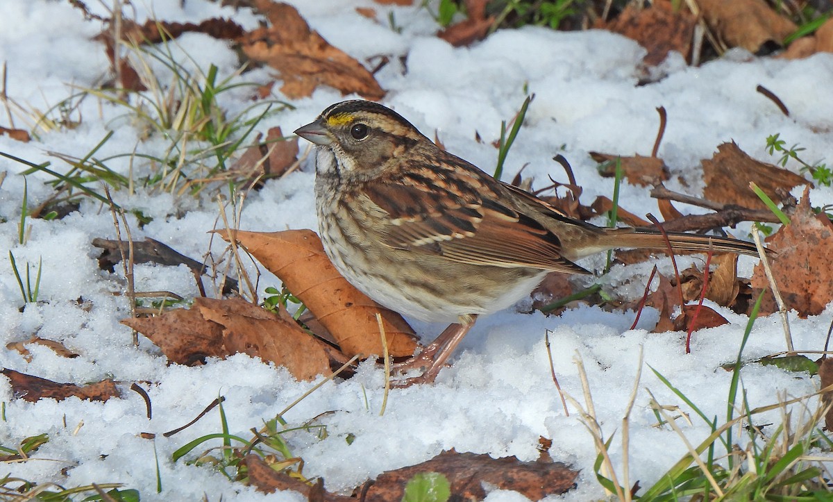Chingolo Gorjiblanco - ML646269833