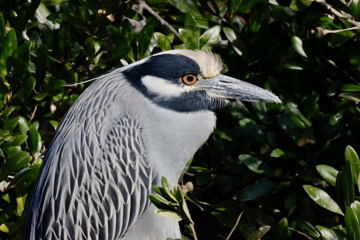 gulkronehegre - ML646269834