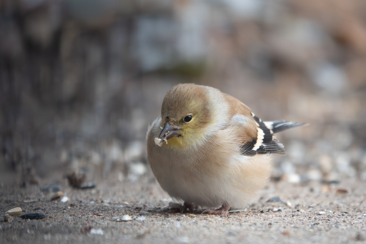 American Goldfinch - ML646269838