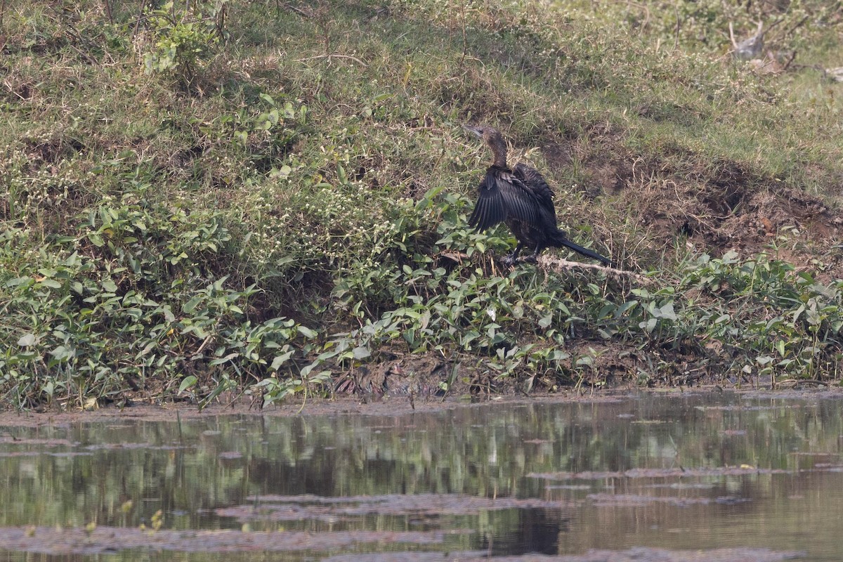 Little Cormorant - ML646269841