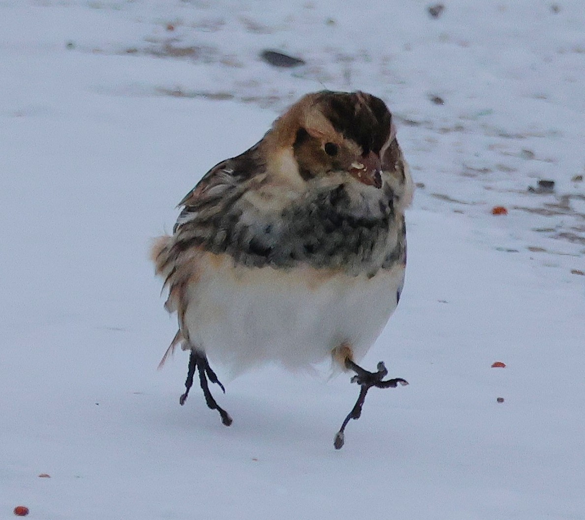 Ipar-berdantza - ML646269842