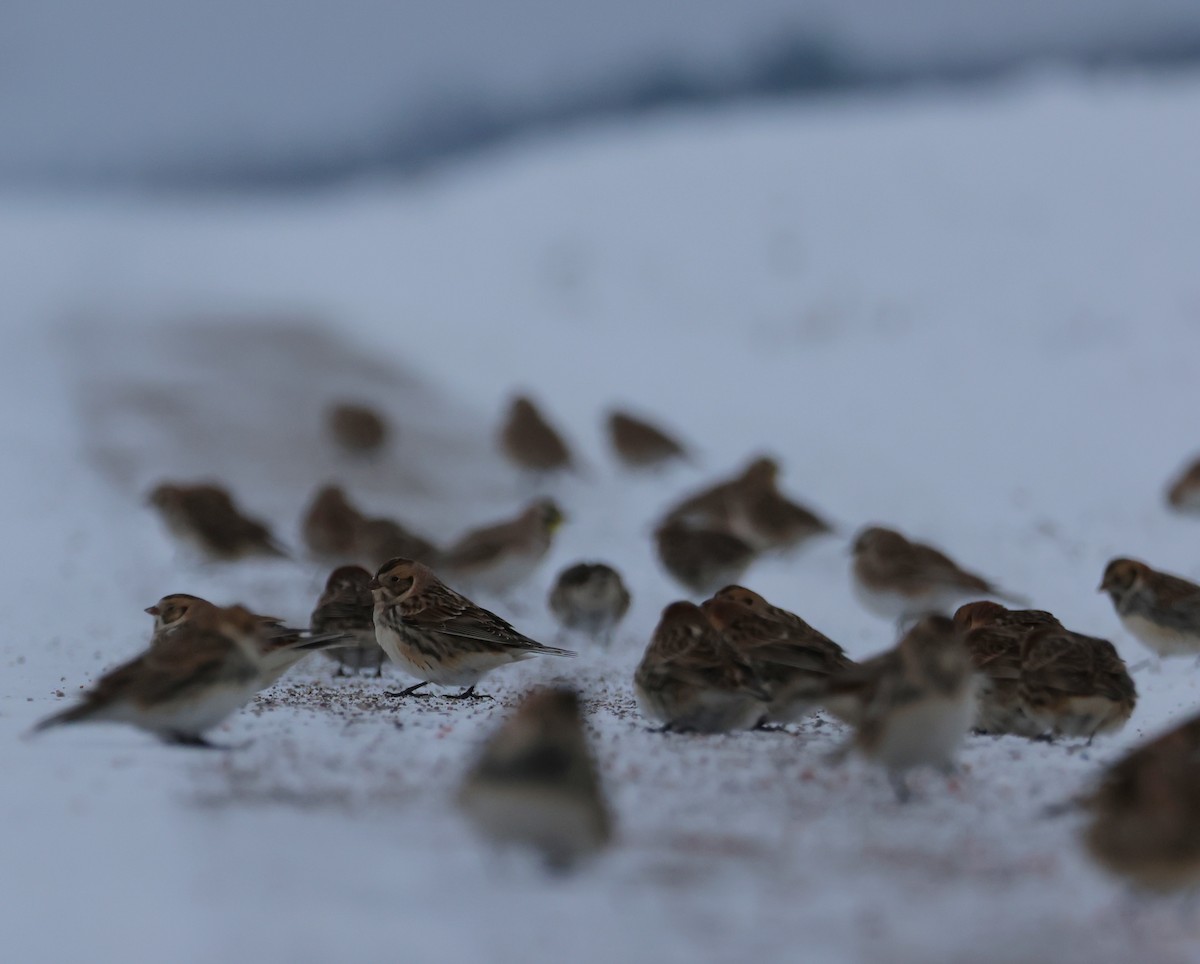 Ipar-berdantza - ML646269844