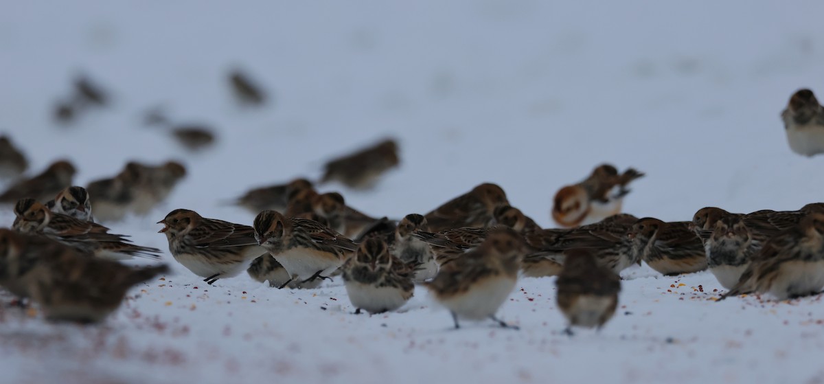 Ipar-berdantza - ML646269848