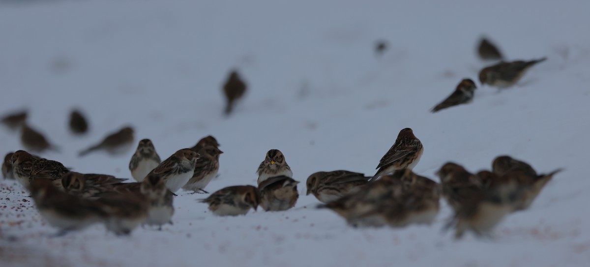 Ipar-berdantza - ML646269849