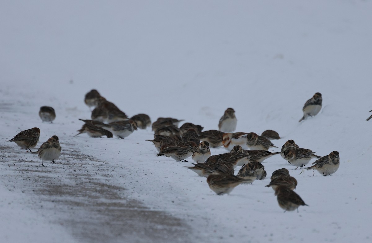 Ipar-berdantza - ML646269851