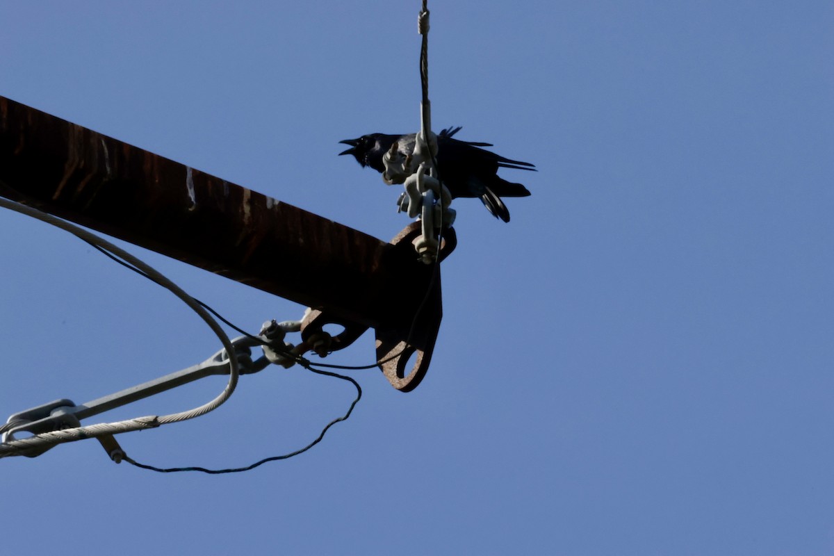 Fish Crow - ML646269852